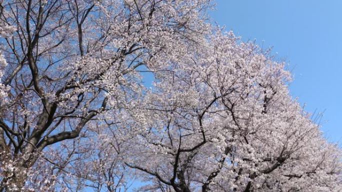 樱花的风景鲜花花瓣花心