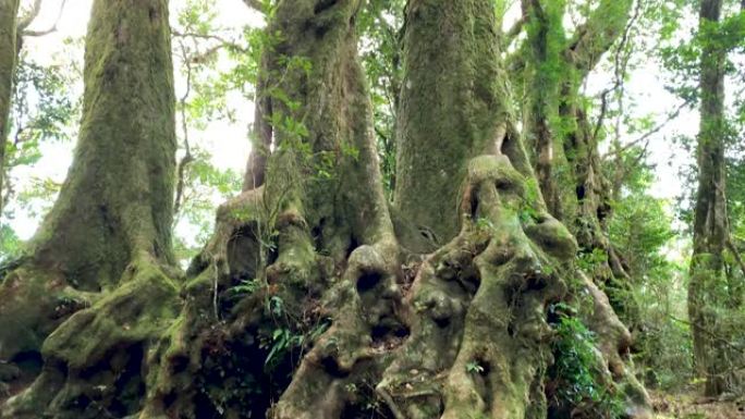 澳大利亚雨林中南极山毛榉树的林分4K