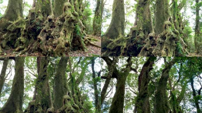 澳大利亚雨林中南极山毛榉树的林分4K