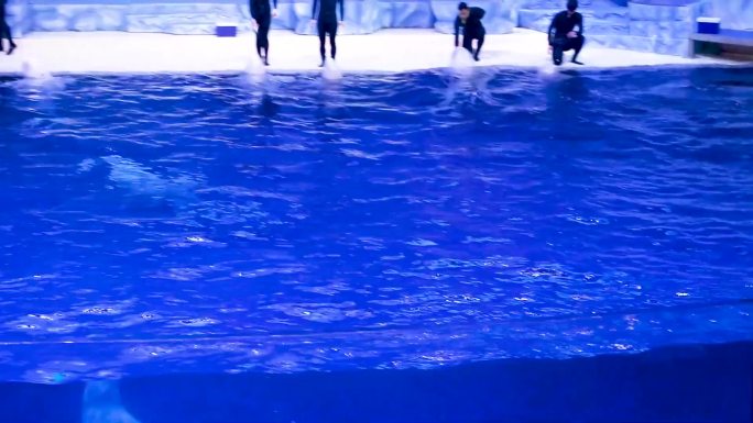 海洋公园 游泳池里的一群企鹅 背景是瀑布的水塔