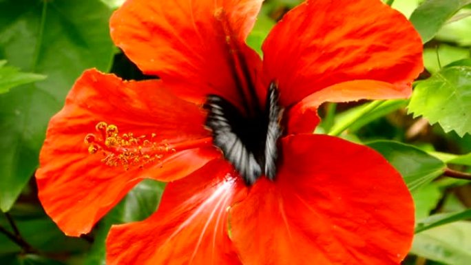 凤蝶在红色芙蓉花上的特写。
