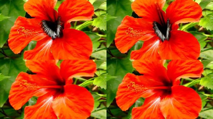 凤蝶在红色芙蓉花上的特写。