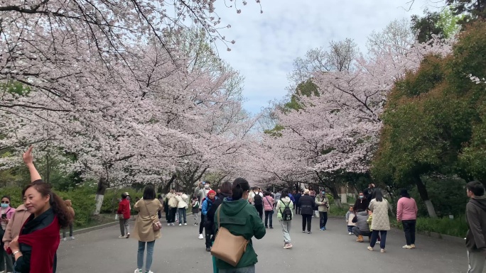 游客樱花树下实拍