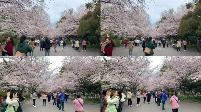 游客樱花树下实拍