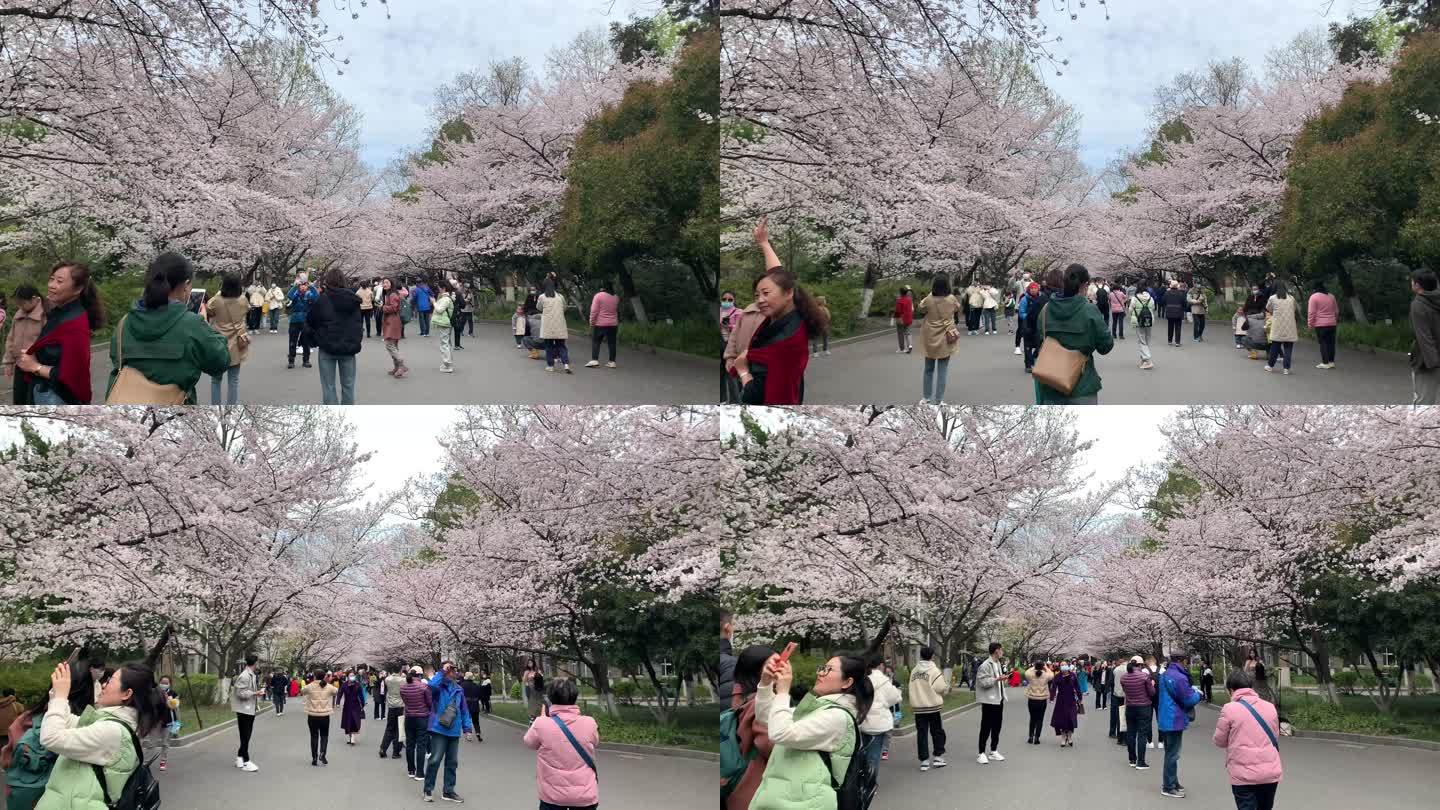 游客樱花树下实拍