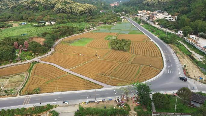 广州从化罗洞工匠小镇麦田风光航拍