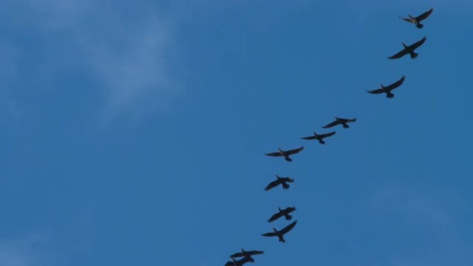 一群鸬鹚在天空中飞翔。
