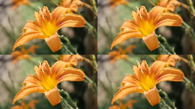 花园4k中Hemerocallis富瓦虎花蕾的细节