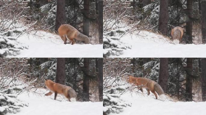 加拿大荒野中的红狐