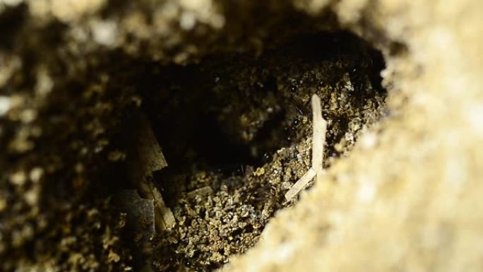 带有球形锥体的蚂蚁山由从地面挖掘的土壤和沙子组成