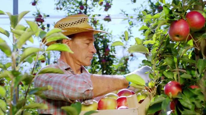 苹果园里好看的老农民从树上收集一些成熟的水果，然后放在木箱上