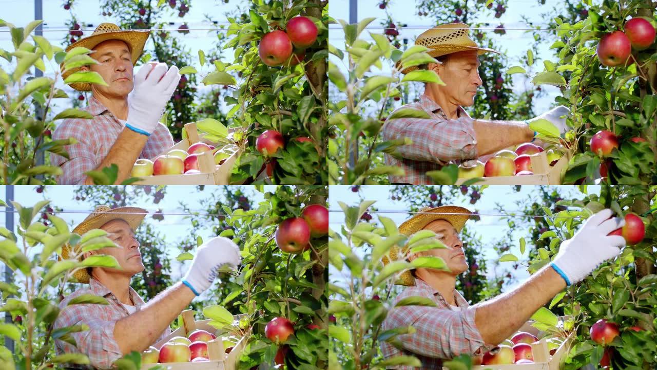 苹果园里好看的老农民从树上收集一些成熟的水果，然后放在木箱上