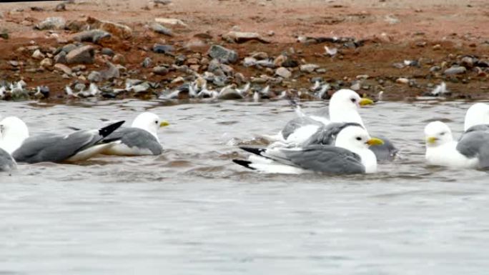 4k: 在斯瓦尔巴群岛的小湖里洗澡的白鸥的镜头
