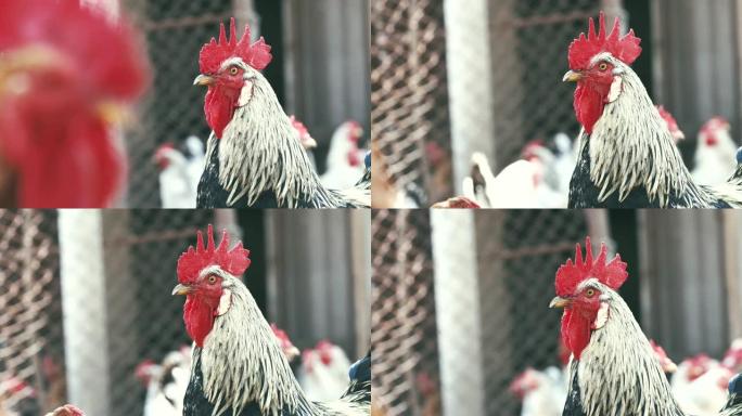 一只又大又漂亮的黑白公鸡，鸡舍里有一把鲜红色的梳子，在众多的鸡群中。小虫子在明亮的日落背景下在空中飞