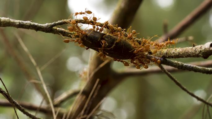 森林蚂蚁搬运食物