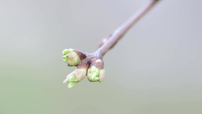 春天的苹果树芽