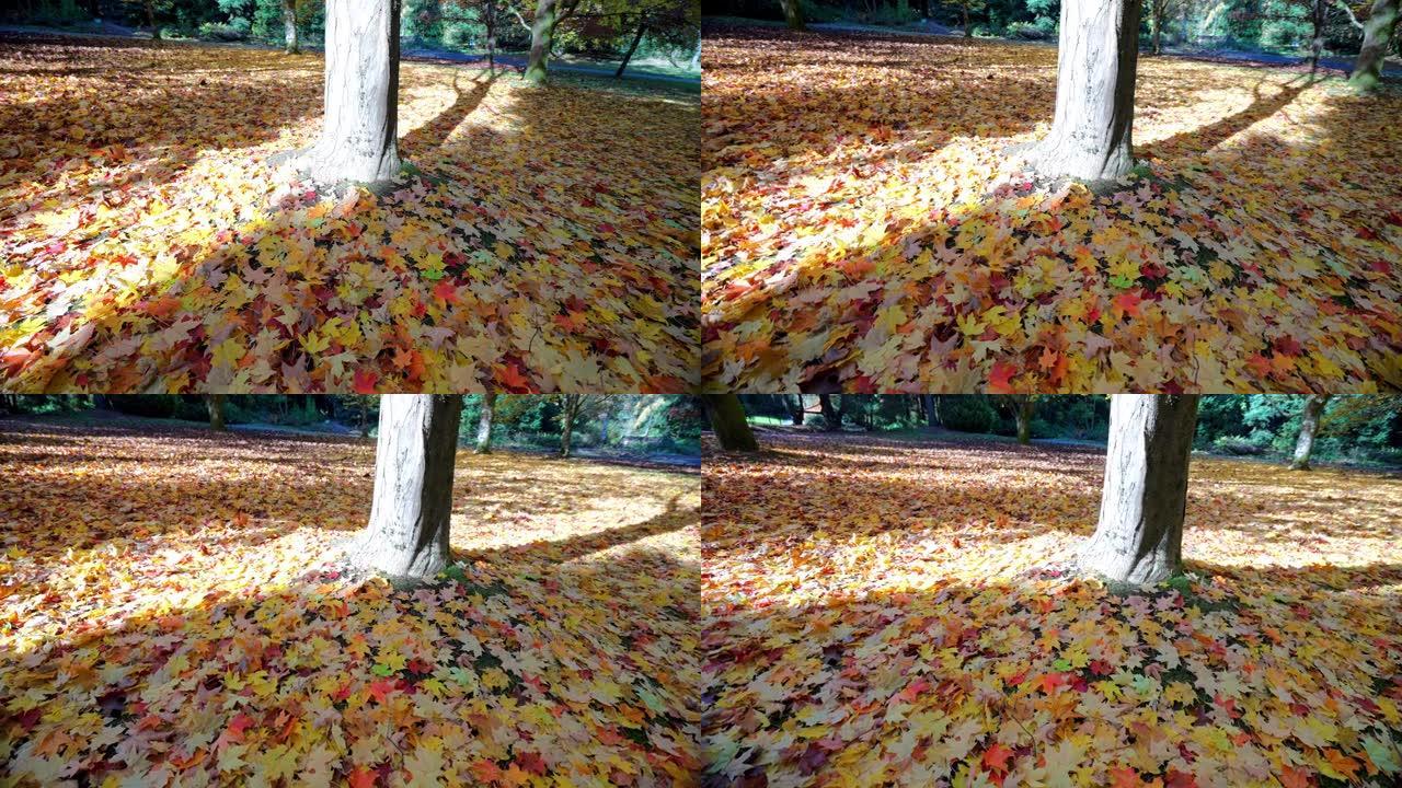 彩色枫叶躺在地上。公园或森林里秋天的美丽色彩