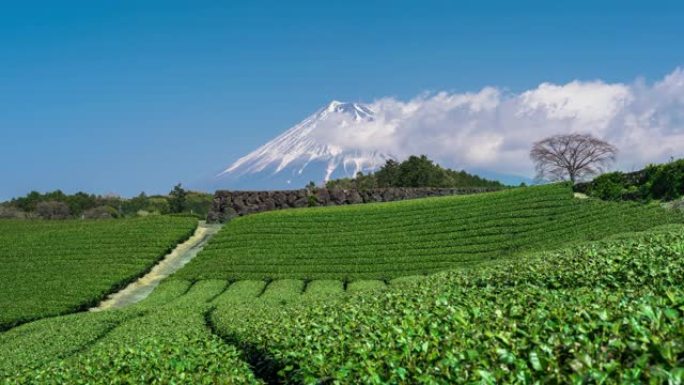 日本绿茶田和富士山脉的时间流逝。