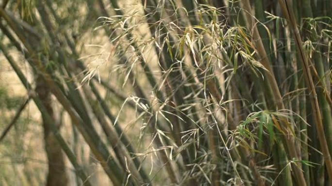 竹丛林中的竹叶编织。