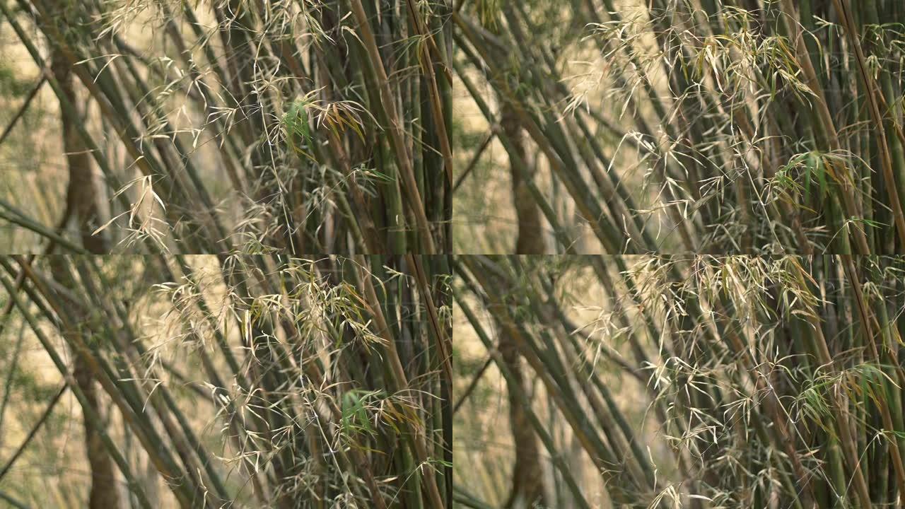 竹丛林中的竹叶编织。
