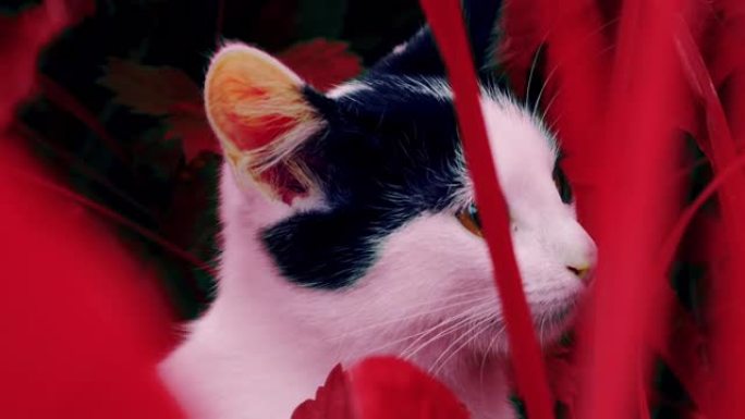 红草中的小猫。色觉障碍-三色性，原色性，色盲。心身障碍