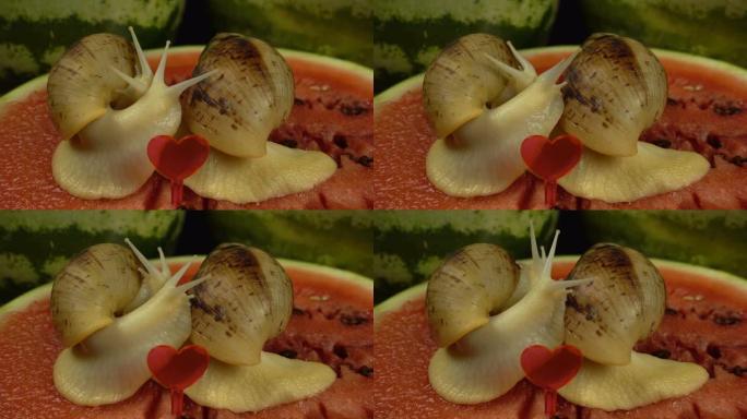 西瓜上非洲巨型蜗牛的宏观芽。Achatina reticulata蜗牛在西瓜背景上缓慢地相互接触。浪