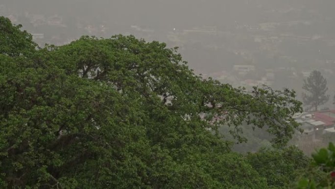 背景为城市景观的树木上的热带雨和风