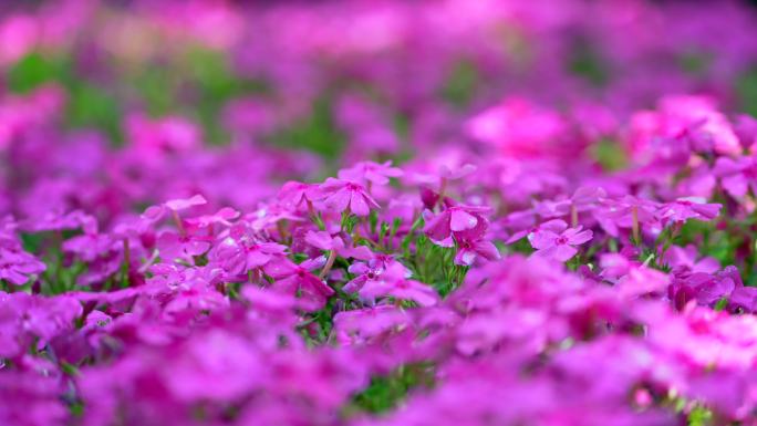 花开遍地花开百花争艳春暖花开小红花粉色花