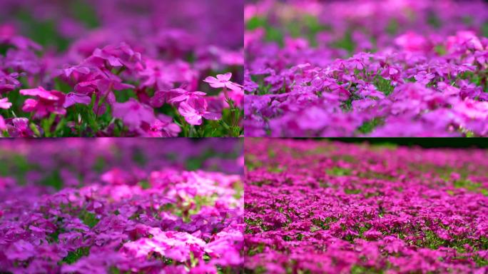 花开遍地花开百花争艳春暖花开小红花粉色花