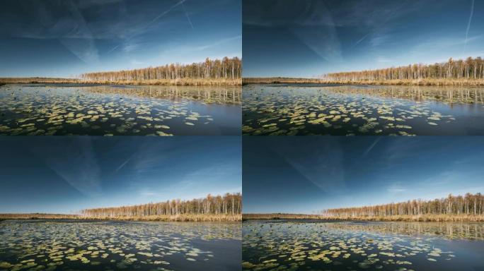 白俄罗斯生物圈保护区别列津斯基。秋天的风景，湖塘河和另一条河边美丽的白桦林。在秋天的晴天，树木上有黄