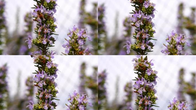 令人惊叹的盛开迷迭香，上面有蜜蜂。常绿灌木，芳香草本植物的宏观摄影