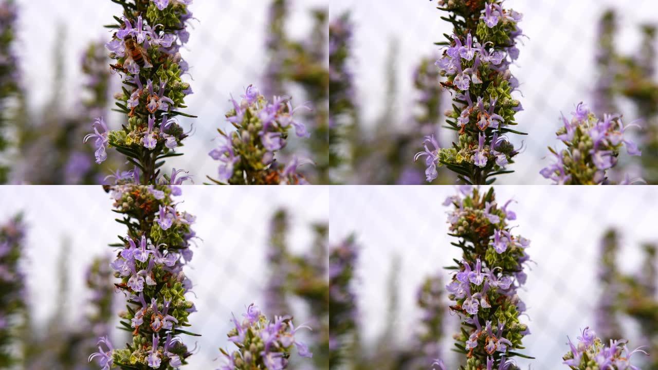 令人惊叹的盛开迷迭香，上面有蜜蜂。常绿灌木，芳香草本植物的宏观摄影