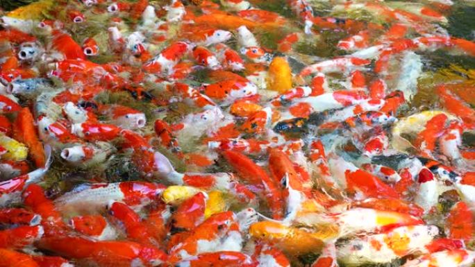 清澈池塘里五颜六色的锦鲤鱼。禅宗与调解的概念