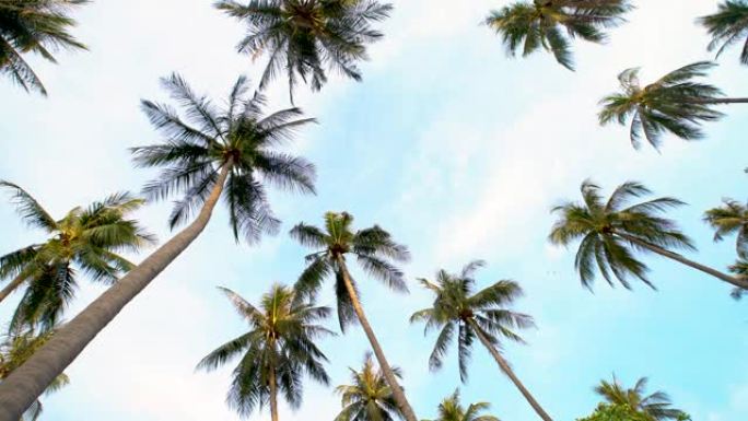 4k分辨率的海滩和蓝天椰子树下