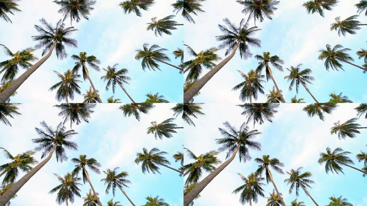 4k分辨率的海滩和蓝天椰子树下