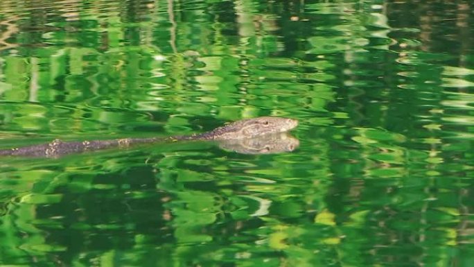 来自红树林的亚洲水监测器在翡翠河中游泳。相机看着他变焦