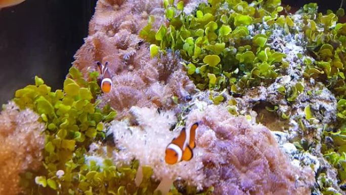 室内水族馆中的海洋礁