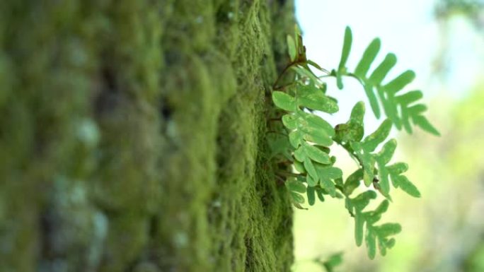 自然植物花树