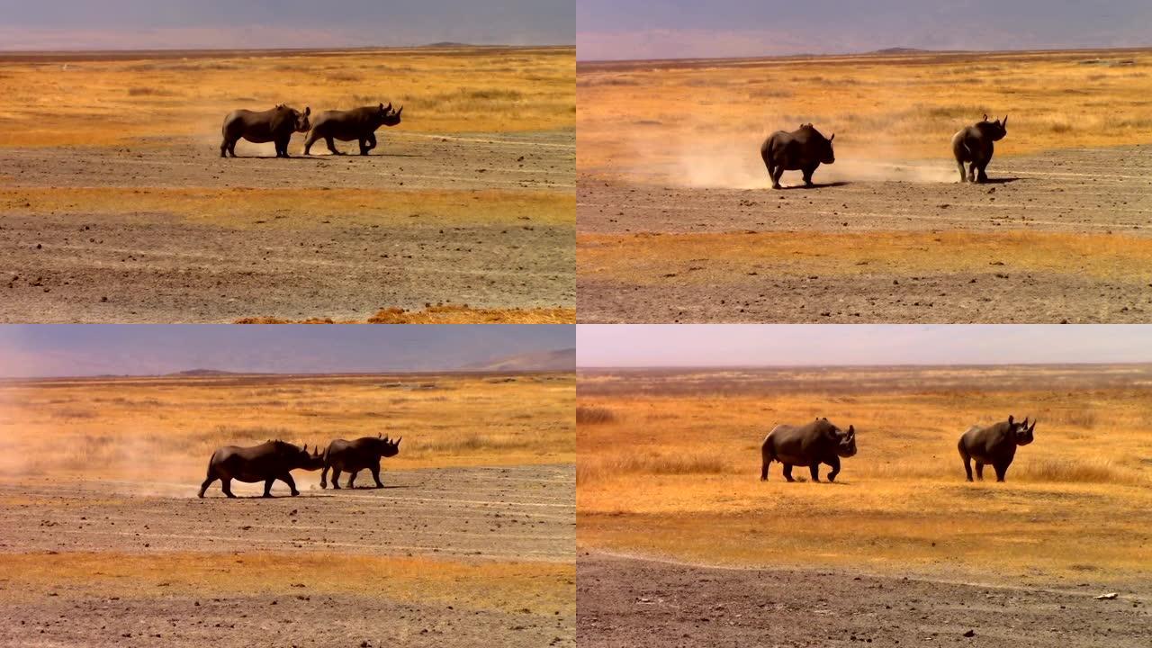 两只犀牛走在非洲肯尼亚的热带草原上