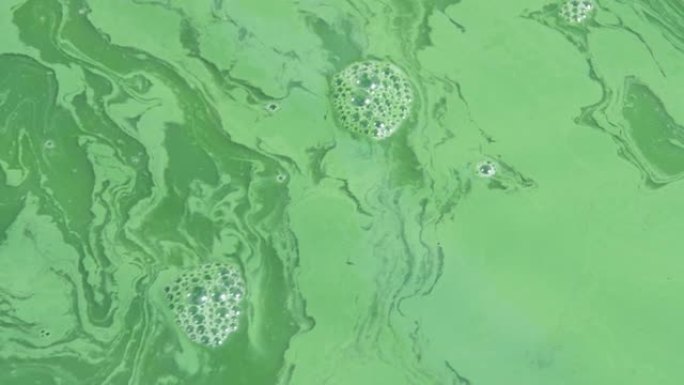 螺旋藻，藻类，4K，慢动作