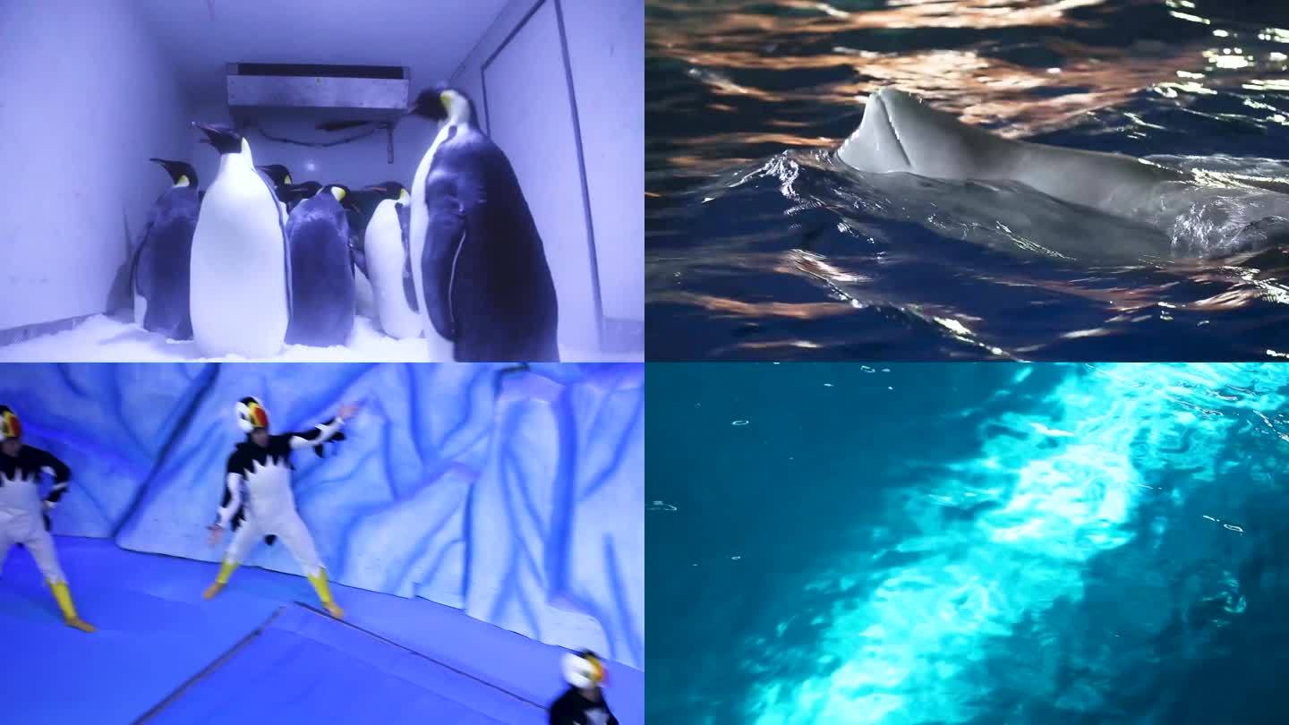 两头白鲸在水中游泳 一头白鲸在水中游泳 动物园里的一群企鹅
