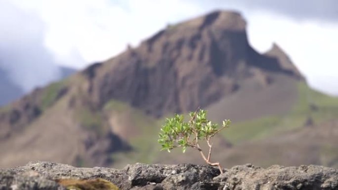 火山景观上结实的小树。强度恢复性质的概念