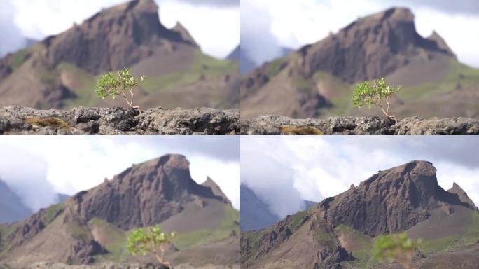 火山景观上结实的小树。强度恢复性质的概念