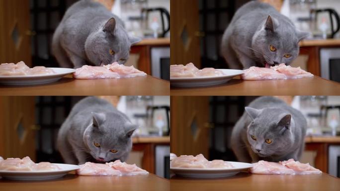 饥饿的英国猫在餐桌上啃，咬，新鲜的鸡排。宠物偷食物