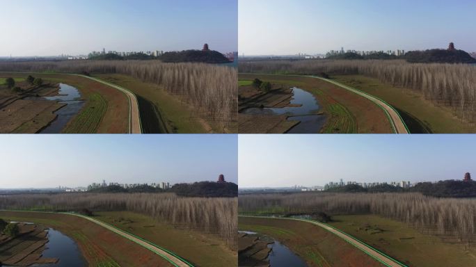 江西吉安赣江护河林