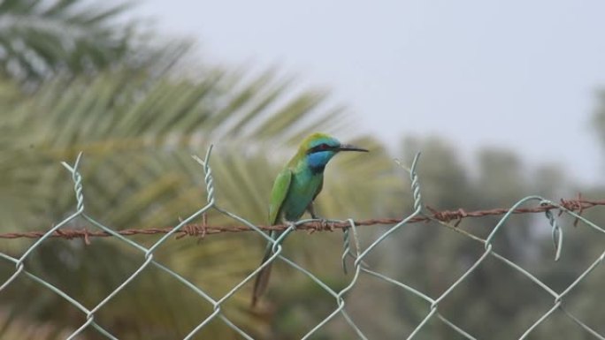 绿色的食蜂者或小食蜂者 (Merops orientalis muscatensis) 栖息在阿拉伯