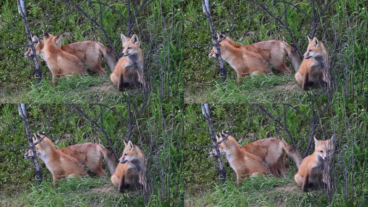 野外的红狐狸套装