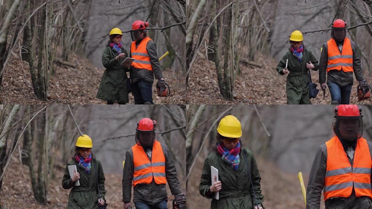 森林检查员和伐木工人在森林中合作