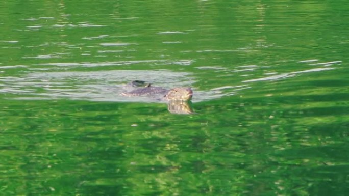 来自红树林的亚洲水监测器在翡翠河中游泳。相机看着他变焦