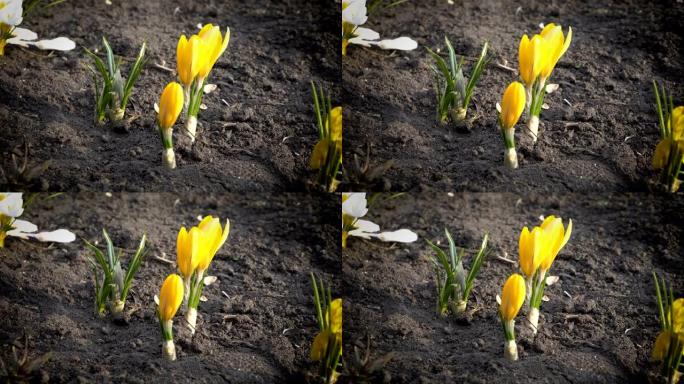 春天，日落时分，城市公园里的黄花在花坛上。特写番红花。从地面看。4 k.25 fps。